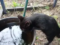 Котенок в дар, фотография 2