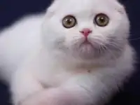 Шотландские котята, фотография 6