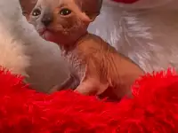 Котята канадского сфинкса, фотография 2