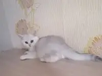 Британский котёнок, фотография 2