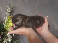 котята шотландские (страйт,фолд), фотография 4