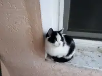 Котики в хорошие руки, фотография 4