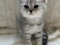 Шотландские милашки, фотография 5