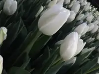 Тюльпаны жёлтые оптом. Документы., фотография 2