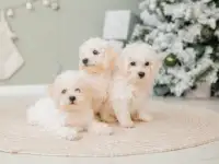 Бишон фризе, фотография 7