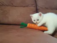 Котята шотландской прямоухой, фотография 3