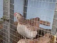 продам цыплят редких пород, фотография 4