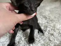 Ориентальные котята, ориенталы., фотография 9