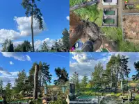 Спил деревьев, услуги альпиниста, фотография 4
