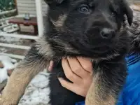 Продам щенка немецкой овчарки, фотография 3