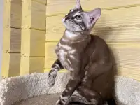 Бенгальский мальчик снежного мраморного окраса