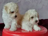 БИШОН ФРИЗЕ щенки, фотография 2