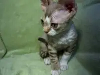 Котенок ДевонРекс, фотография 3