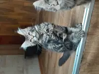 Мейн кун, фотография 5