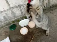 Котенок в дар, фотография 2