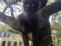 Котята подростки в дар, фотография 5