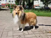 Шелти, фотография 2