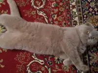 Кошка шотландская вислоухая, фотография 3