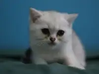 Шотландские котята, фотография 10