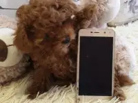 Той Пудель щенки мальчики и девочки, фотография 4