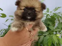 Продам щенков померанский шпиц