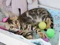 Бенгальский котенок девочка бейби фейс, фотография 2