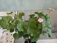 Розебудные цветущие герани Antique Rose - 15 и 22 рублей, фотография 8