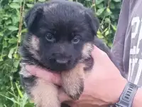 Немецкой овчарки щенки