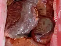 Печень говяжья