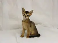 Абиссинские котята 2 девочки в домашние любимцы, фотография 2