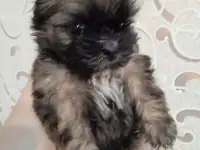 Щенок щит цу