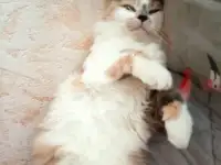 Киса ищет новый дом, фотография 2