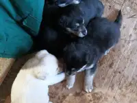 Щенки в дар