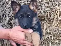 Немецкой овчарки щенки, фотография 3