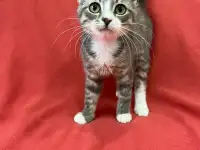 Котята 3-4 месяца, фотография 2