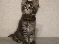 Девочка мейн-кун, фотография 4