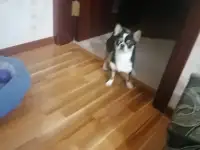 Животные, фотография 2