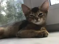 Котята, фотография 2