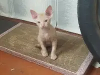 Котята сфинкс