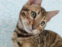 бенгальские котята, фотография 10