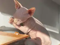 Котята канадского сфинкса, фотография 7