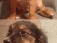 Щенки в дар