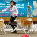 профессиональный хендлер, фотография 9