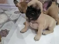 Французский бульдог, фотография 4
