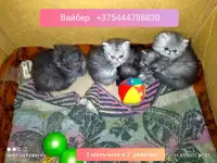 Персидские котята Экстремального типа чистокровные. Персы.