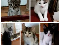 Ищу дом для котенка, фотография 6
