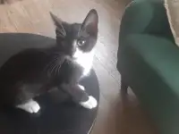 Отдам котят в хорошие руки