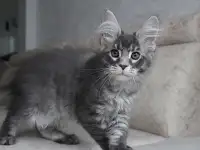 Мейн-кун котенок!, фотография 5