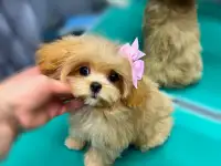 Элитные мини и микро мальтипу ф1 Корея, фотография 11