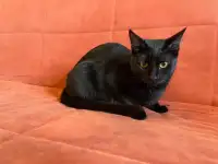 Черная кошка Ириска в поисках семьи!, фотография 6